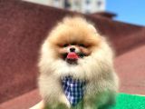 2 Aylık Pomeranian Yavrular