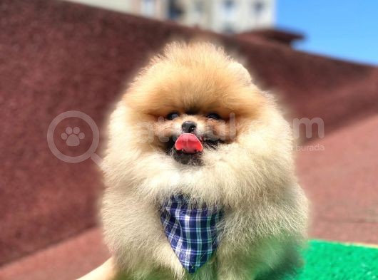 2 Aylık Pomeranian Yavrular
