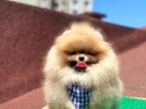 2 Aylık Pomeranian Yavrular