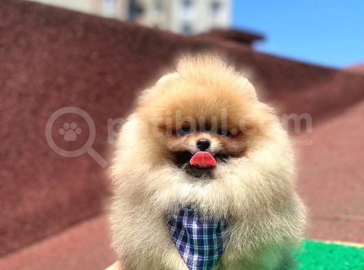 2 Aylık Pomeranian Yavrular görsel