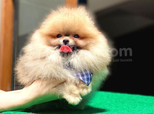 2 Aylık Pomeranian Yavrular görsel