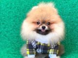 2 Aylık Safkan Pomeranian
