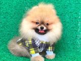 2 Aylık Safkan Pomeranian
