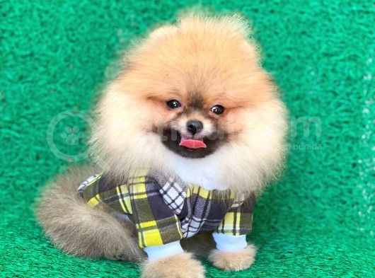 2 Aylık Safkan Pomeranian