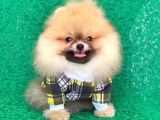 2 Aylık Safkan Pomeranian