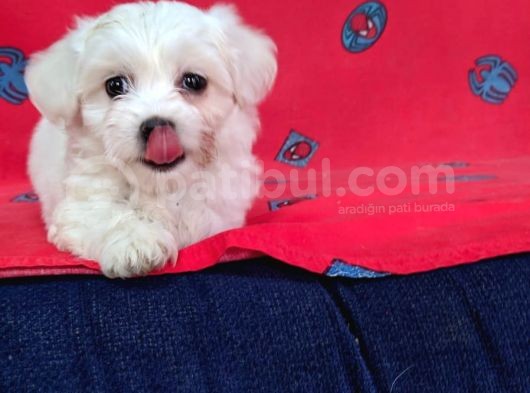 Sıfır Numara Orijinal Maltese Bebekler görsel