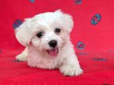 Sıfır Numara Orijinal Maltese Bebekler