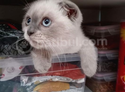 3,5 Aylık Kedimiz görsel