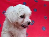 Sıfır Numara Orijinal Maltese Bebekler