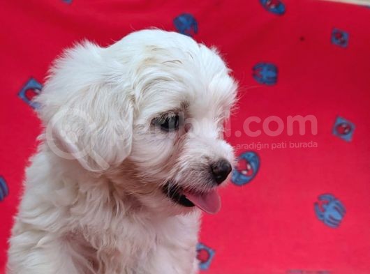 Sıfır Numara Orijinal Maltese Bebekler görsel