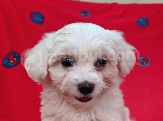 Sıfır Numara Orijinal Maltese Bebekler görsel