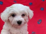 Sıfır Numara Orijinal Maltese Bebekler