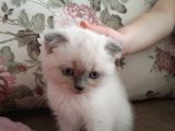 3,5 Aylık Kedimiz