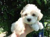 F1 Maltipoo Yavrularımız
