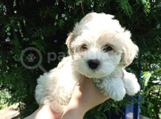 F1 Maltipoo Yavrularımız görsel