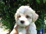 F1 Maltipoo Yavrularımız