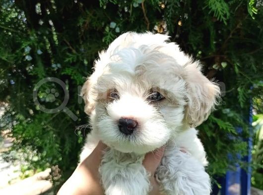 F1 Maltipoo Yavrularımız görsel