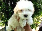 F1 Maltipoo Yavrularımız