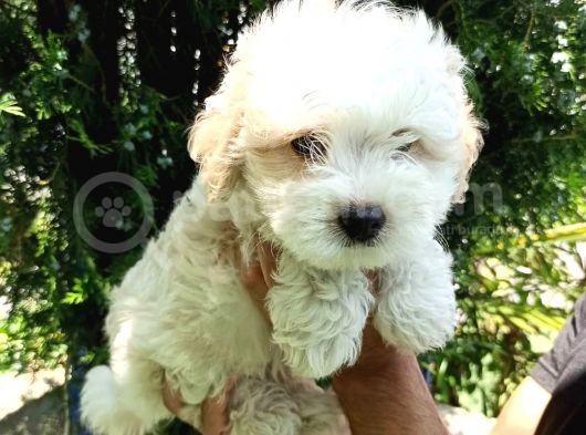 F1 Maltipoo Yavrularımız görsel