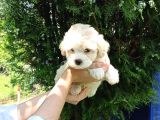 F1 Maltipoo Yavrularımız