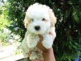 F1 Maltipoo Yavrularımız