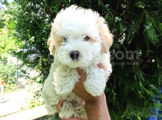 F1 Maltipoo Yavrularımız görsel