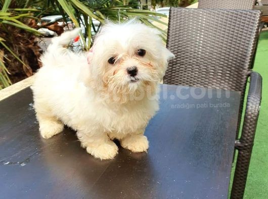 Kore Maltese Kızımız