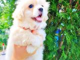 Terrier Erkek Yavrumuz