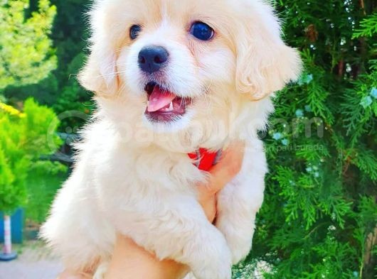 Terrier Erkek Yavrumuz görsel