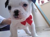 Mükemmel Kaliteye Sahip French Bulldog Bebeğim