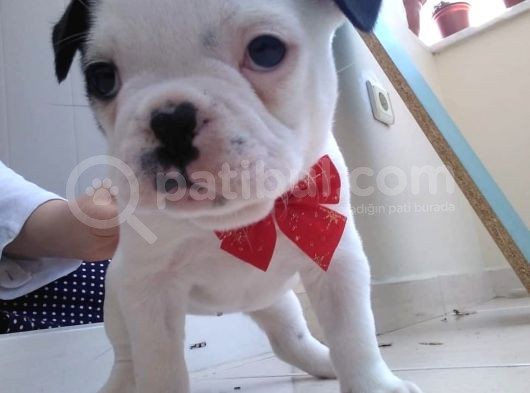 Mükemmel Kaliteye Sahip French Bulldog Bebeğim görsel