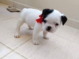 Mükemmel Kaliteye Sahip French Bulldog Bebeğim