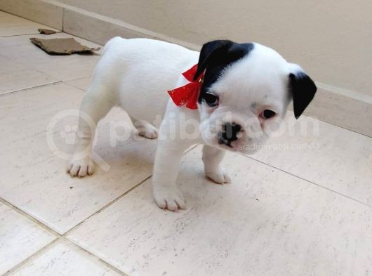 Mükemmel Kaliteye Sahip French Bulldog Bebeğim