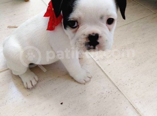 Mükemmel Kaliteye Sahip French Bulldog Bebeğim görsel