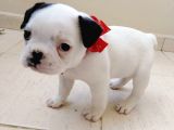 Mükemmel Kaliteye Sahip French Bulldog Bebeğim