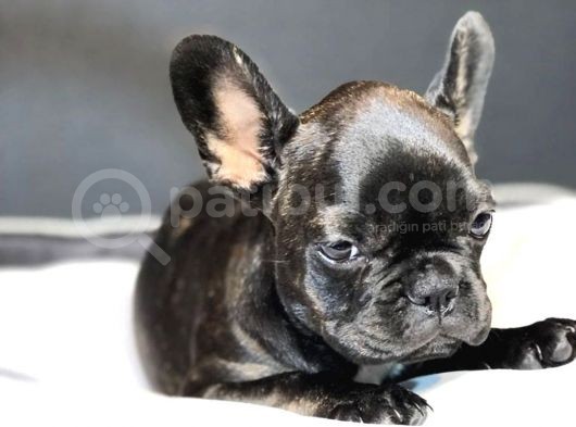 Dünya Güzeli French Bulldog Bebeğim görsel