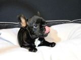 Dünya Güzeli French Bulldog Bebeğim