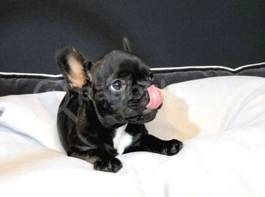 Dünya Güzeli French Bulldog Bebeğim