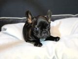 Dünya Güzeli French Bulldog Bebeğim