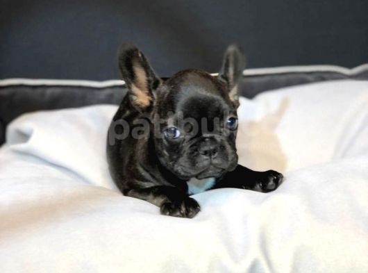 Dünya Güzeli French Bulldog Bebeğim görsel