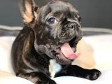 Dünya Güzeli French Bulldog Bebeğim