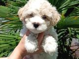 Evinizin Neşesi Dişi Maltipoo Yavrum