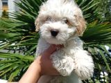 Evinizin Neşesi Dişi Maltipoo Yavrum