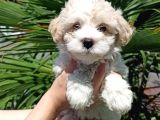 Evinizin Neşesi Dişi Maltipoo Yavrum