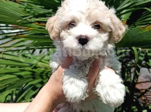 Evinizin Neşesi Dişi Maltipoo Yavrum