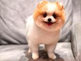 Safkan Pomeranian Boo Bebeğim Leo