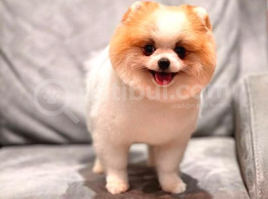 Safkan Pomeranian Boo Bebeğim Leo