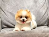 Safkan Pomeranian Boo Bebeğim Leo