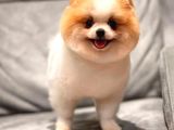 Safkan Pomeranian Boo Bebeğim Leo