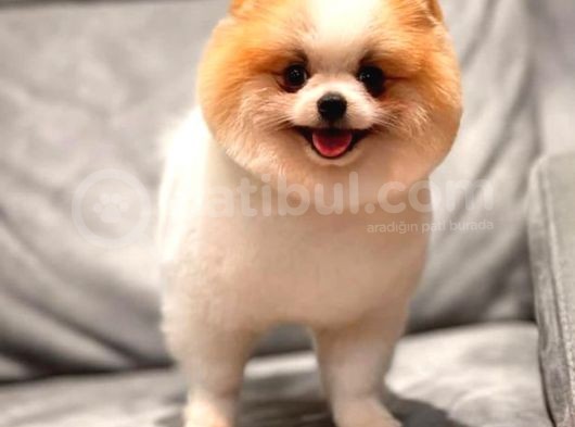 Safkan Pomeranian Boo Bebeğim Leo görsel